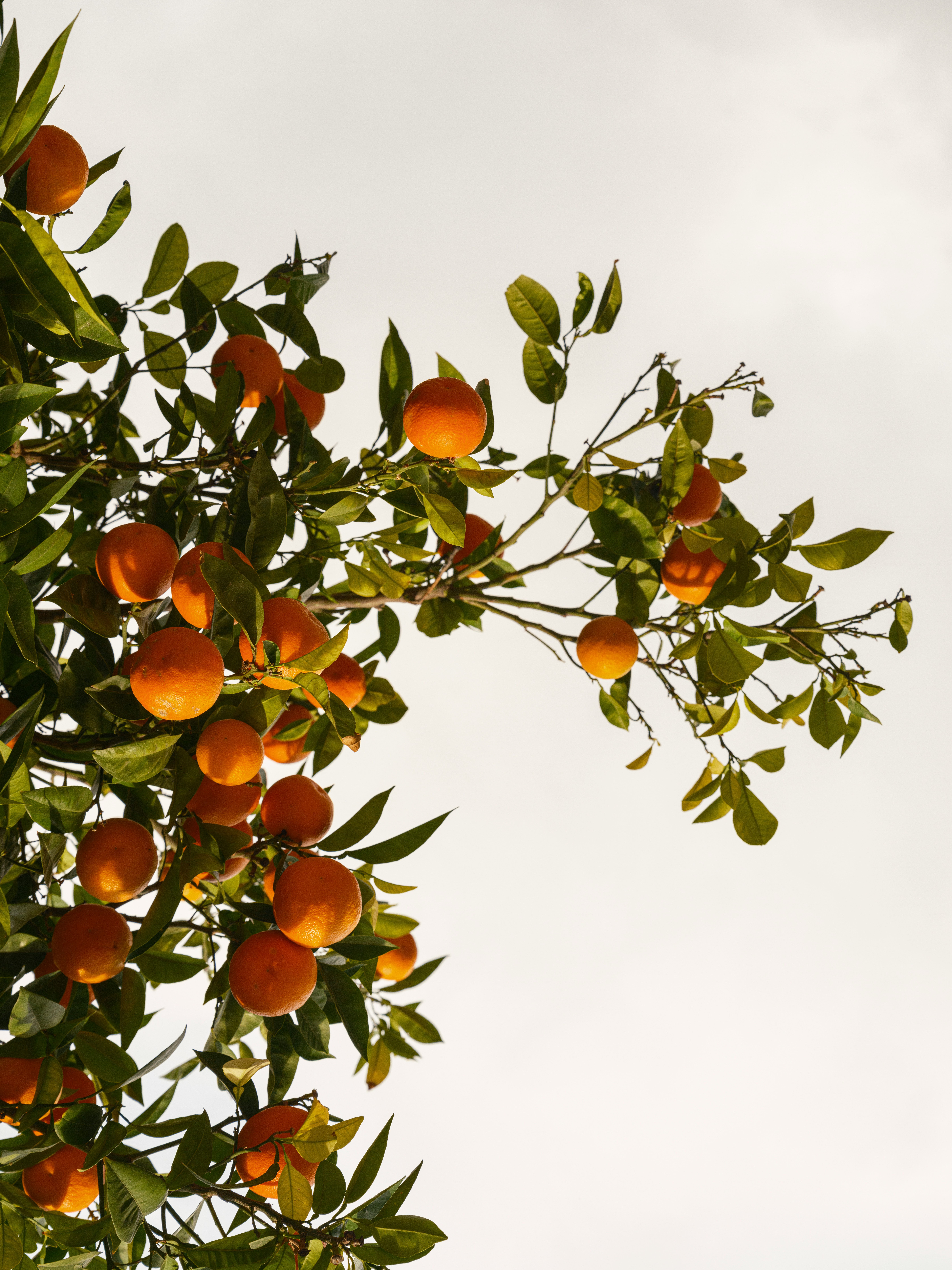 engin-akyurt-5PBR1y_YS_4-unsplash